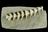 Archimedes Screw Bryozoan Fossil - Illinois #129641-1